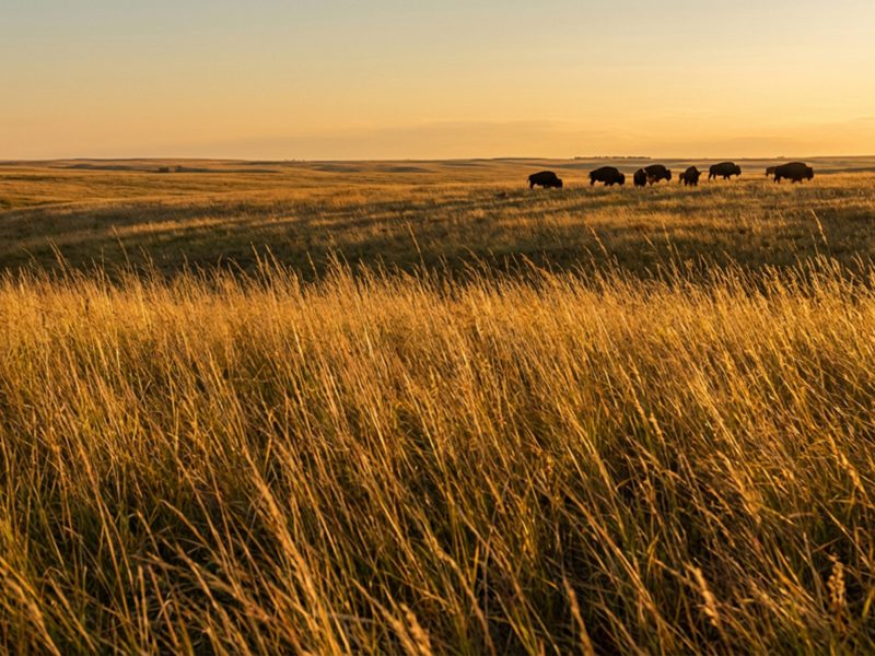 Buffalo Potash Corp.
